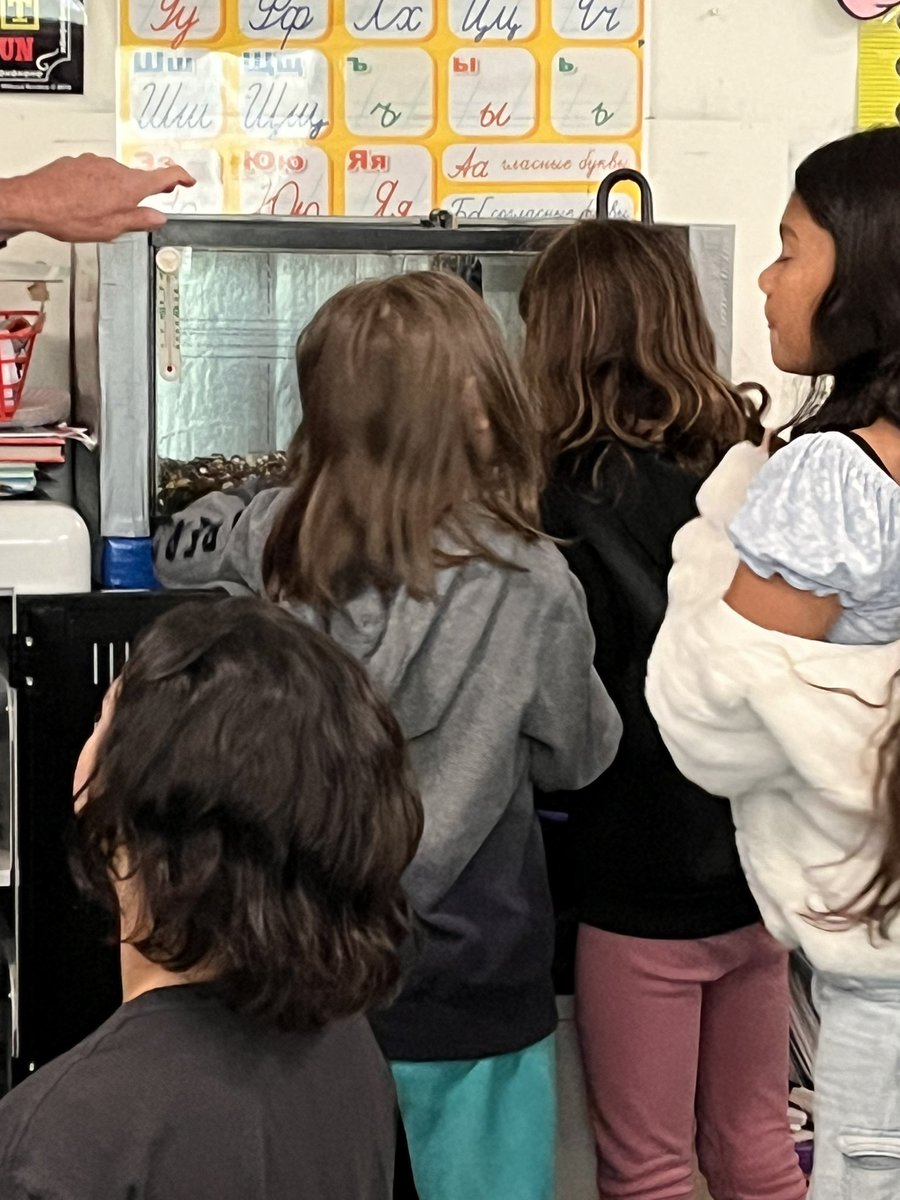 clstward1's tweet image. They’re here! @EPIC_academics #4thgrade welcome @CaliforniaDFW #CAEP Chinook Salmon eggs! @gcc_jsample #gccLevelUp