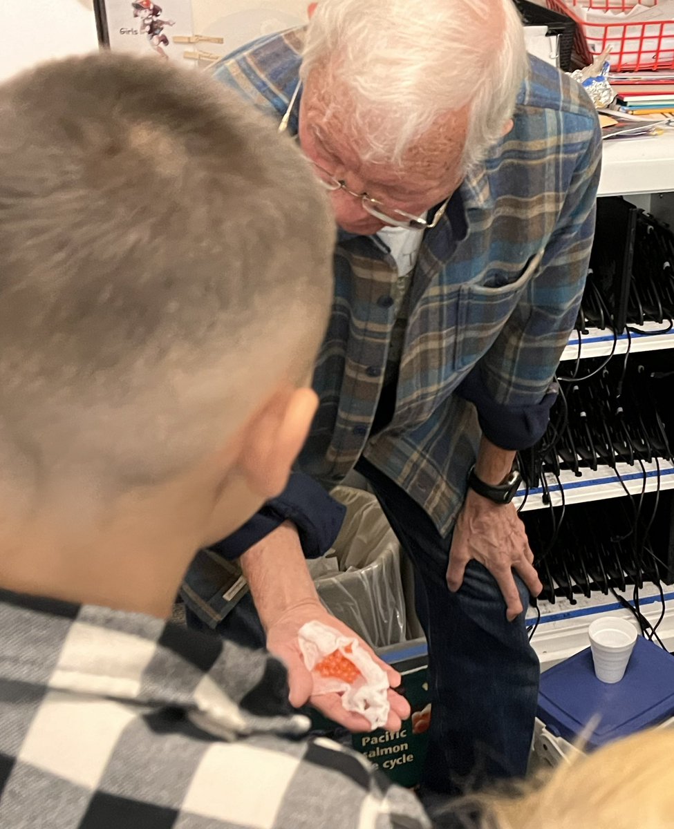 clstward1's tweet image. They’re here! @EPIC_academics #4thgrade welcome @CaliforniaDFW #CAEP Chinook Salmon eggs! @gcc_jsample #gccLevelUp