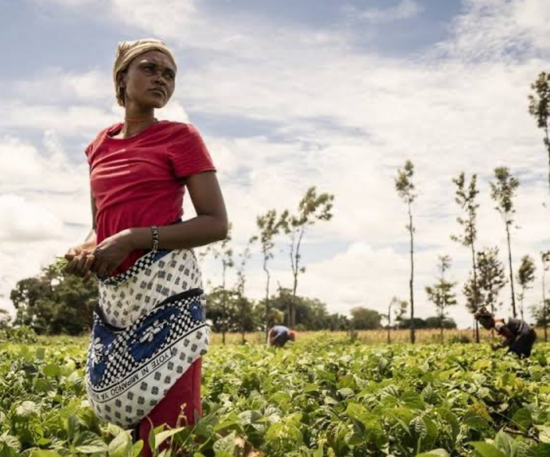 Women need more support to participate in contract farming to the same extent as their male counterparts and have more equality along the whole food value chain

#women #Empowerment #agribusiness