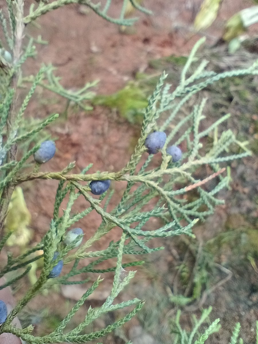 Michael Way (@michaelway88) on Twitter photo Juniperus gracilior is an endangered cloud forest tree which has potential in reforestation projects. Our @kewscience #Magnolia Forest course participants collected well-formed seed near Parque Nacional Valle Nuevo, for seed-banking and propagation. <a href="/ukindomrep/">UK in Dominican Republic🇬🇧🇩🇴</a> <a href="/JardinBotanicRD/">Jardín Botánico RD</a> Juniperus gracilior is an endangered cloud forest tree which has potential in reforestation projects. Our @kewscience #Magnolia Forest course participants collected well-formed seed near Parque Nacional Valle Nuevo, for seed-banking and propagation. <a href="/ukindomrep/">UK in Dominican Republic🇬🇧🇩🇴</a> <a href="/JardinBotanicRD/">Jardín Botánico RD</a>