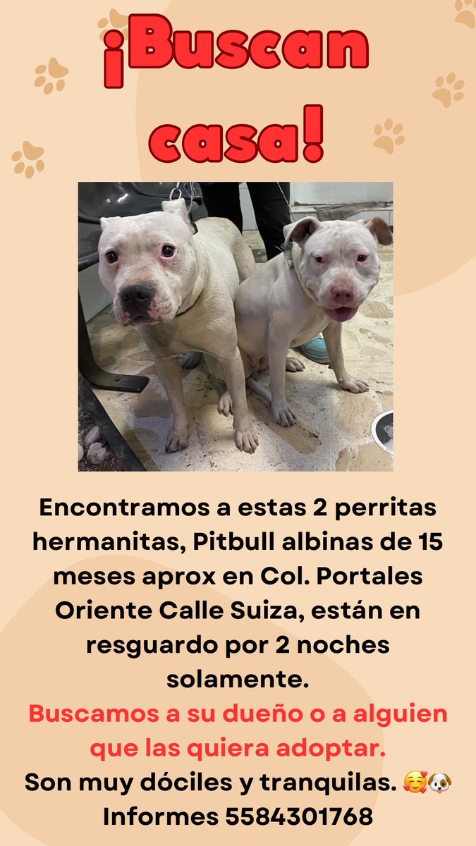 ale_xbriones's tweet photo. Encontramos 2 perritas en la col. Portales CDMX. Si saben de alguien que quiera adoptar o de páginas de perritos perdidos o en adopción, por favor etiqueten y compartan! 🐾

@FundacionToby @PrrosPerdidosMX @La_Portales @CdmxPerritos https://t.co/WBdo0Kx6tr