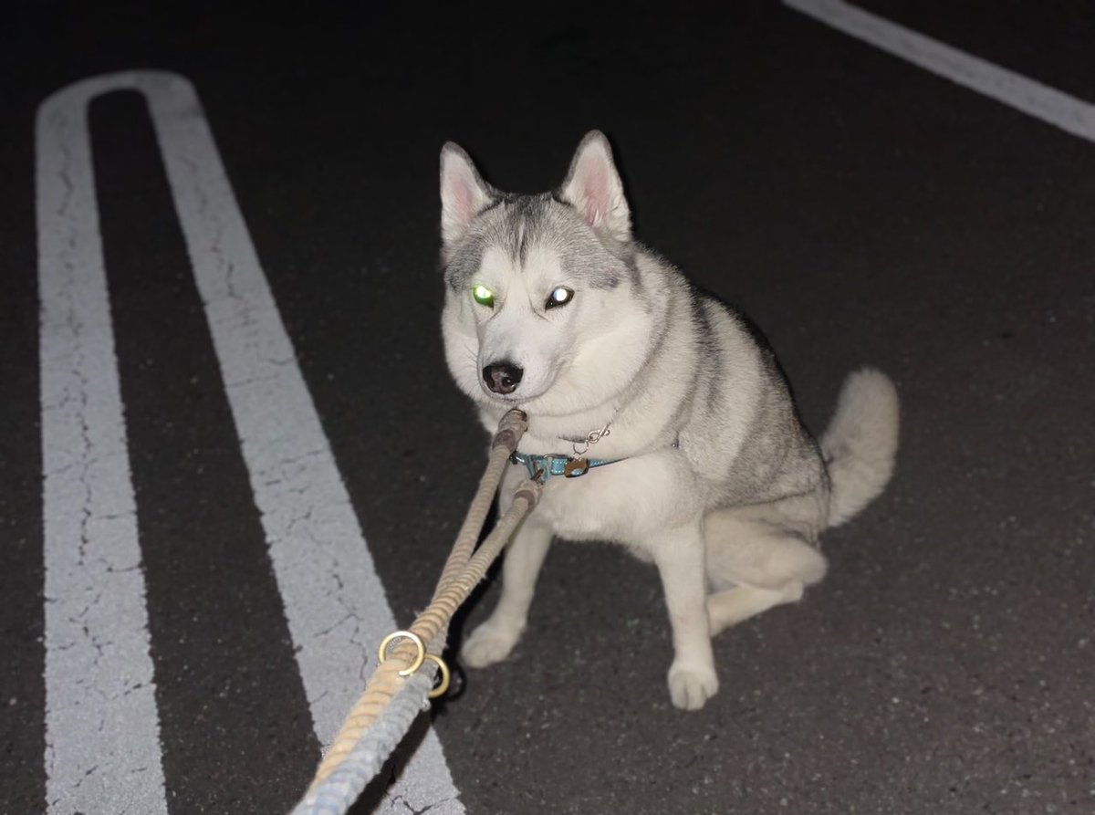 husky_jonsnow's tweet photo. 帰宅拒否ビーム https://t.co/s1eEtxOHvT