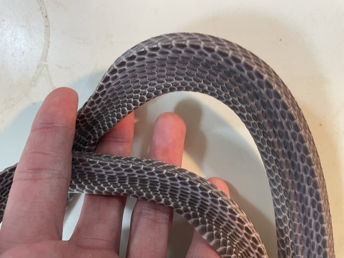 juice52908134's tweet photo. #crossesfilesnake #filesnake #mehelyacrossi #クロスサンカクヘビ #蛇 #爬虫類
ハンドリングしてて一番楽しい蛇 https://t.co/BHcaeccgwk