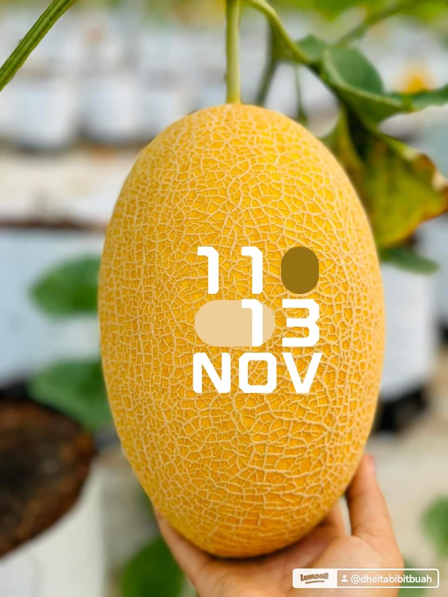 bibitbuah008's tweet photo. Melon premium https://t.co/dhIiCBXN1G