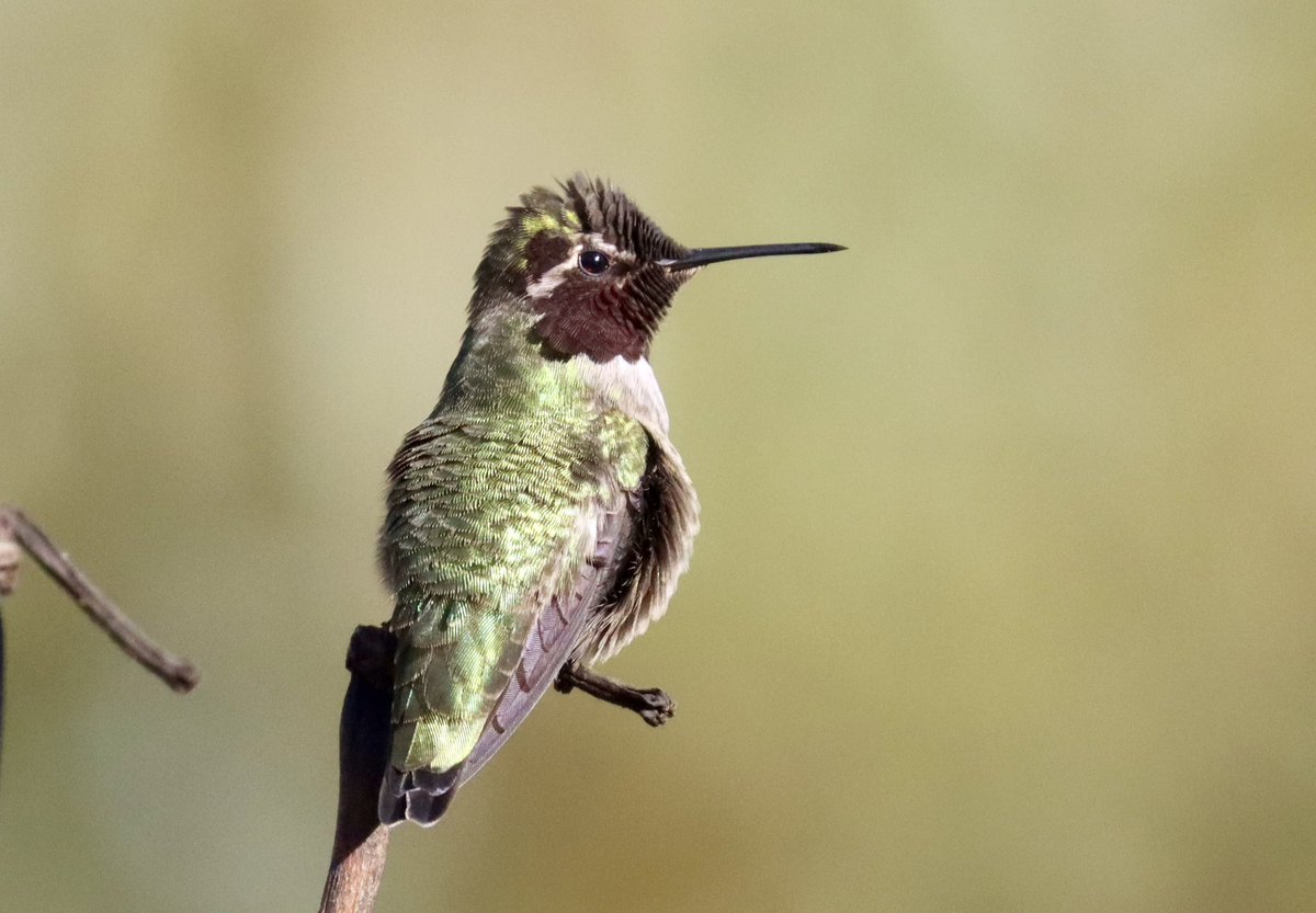 So ….im heading for bluer skies.  Give me a follow there if you’re a fellow birdlover.   Sherrieaustin@blsky.social

I’ve never been much into exes ….