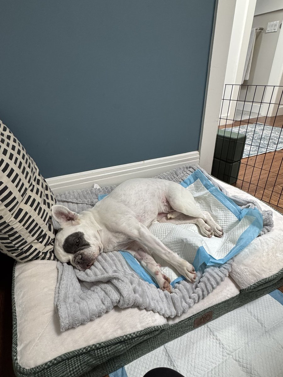 Finally got to bring my little meatball home after a scare with IVDD w/ paralysis that led to spinal surgery on Mon. We’ve got a long road to recovery ahead but I am so relieved. Beyond grateful for the entire team at Remedy Vets ❤️