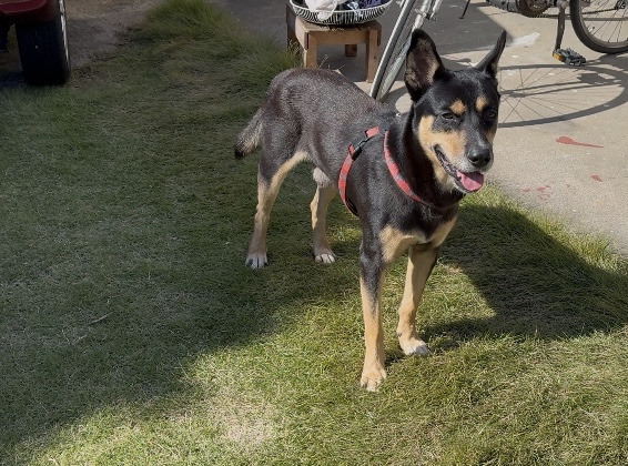 愛犬のケルピーの男，お嫁さんを募集 愛犬のケルピーの男，お嫁さんを募集