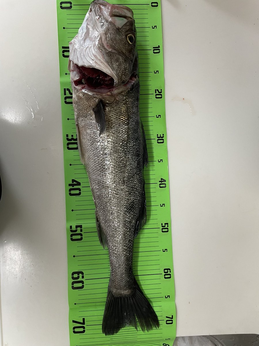 1番でかいので、72だった🐟
今日はメジャー忘れて、今計測💦