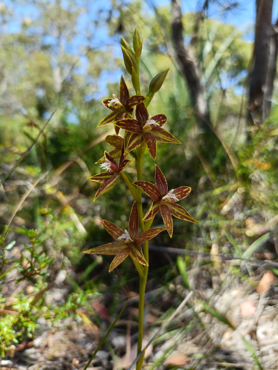 Daniela Scaccabarozzi Ph.D. (@danielaskakka) on Twitter photo The colour of #bush has shifted, now bathed in warm brown and yellow hues. The chestnut sun #orchids reflect these rich tones... beautiful!
#Thelymitra fuscolutea
#waflora #ozplants #nature #colour #biodiversity #wildflowers <a href="/aromatisi/">Andrea Aromatisi</a> The colour of #bush has shifted, now bathed in warm brown and yellow hues. The chestnut sun #orchids reflect these rich tones... beautiful!
#Thelymitra fuscolutea
#waflora #ozplants #nature #colour #biodiversity #wildflowers <a href="/aromatisi/">Andrea Aromatisi</a>