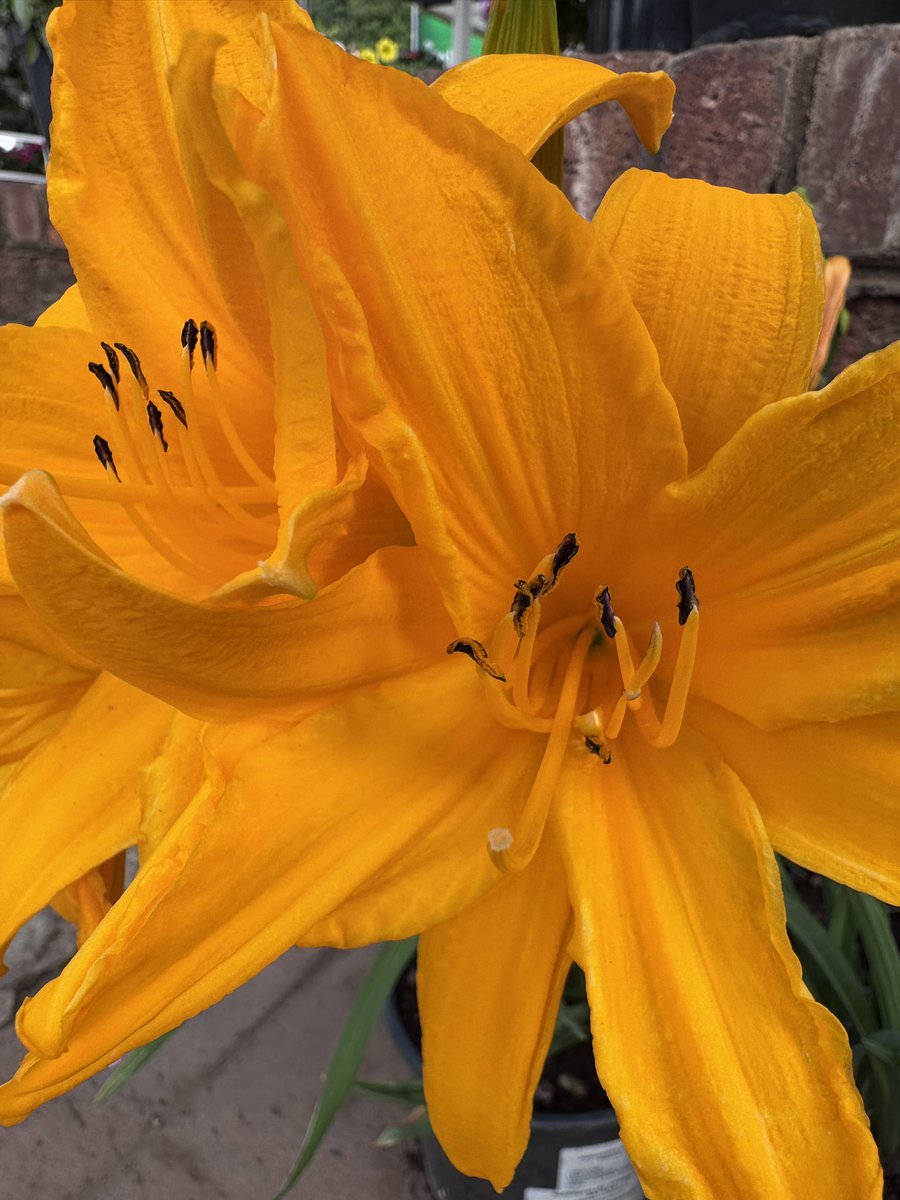 EckardsGarden's tweet photo. It’s time for Day Lilies to shine. Flowering through the hottest months Day Lilies are a great filler for sunny spots. Waterwise and tough too. Plant them with BioRock planting fertiliser and feed them with BioOcean every second month 🌸 #eckardsgarden #hemerocallis https://t.co/6BNIDwzMFq