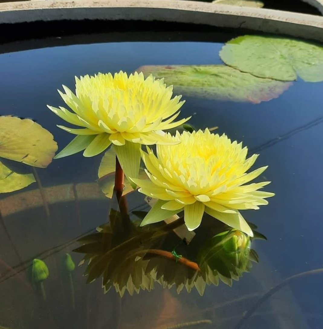 chitta2021's tweet image. This is what you vote for on #Nov20th dear Hindus of #Maharashtra!!

#CeePix