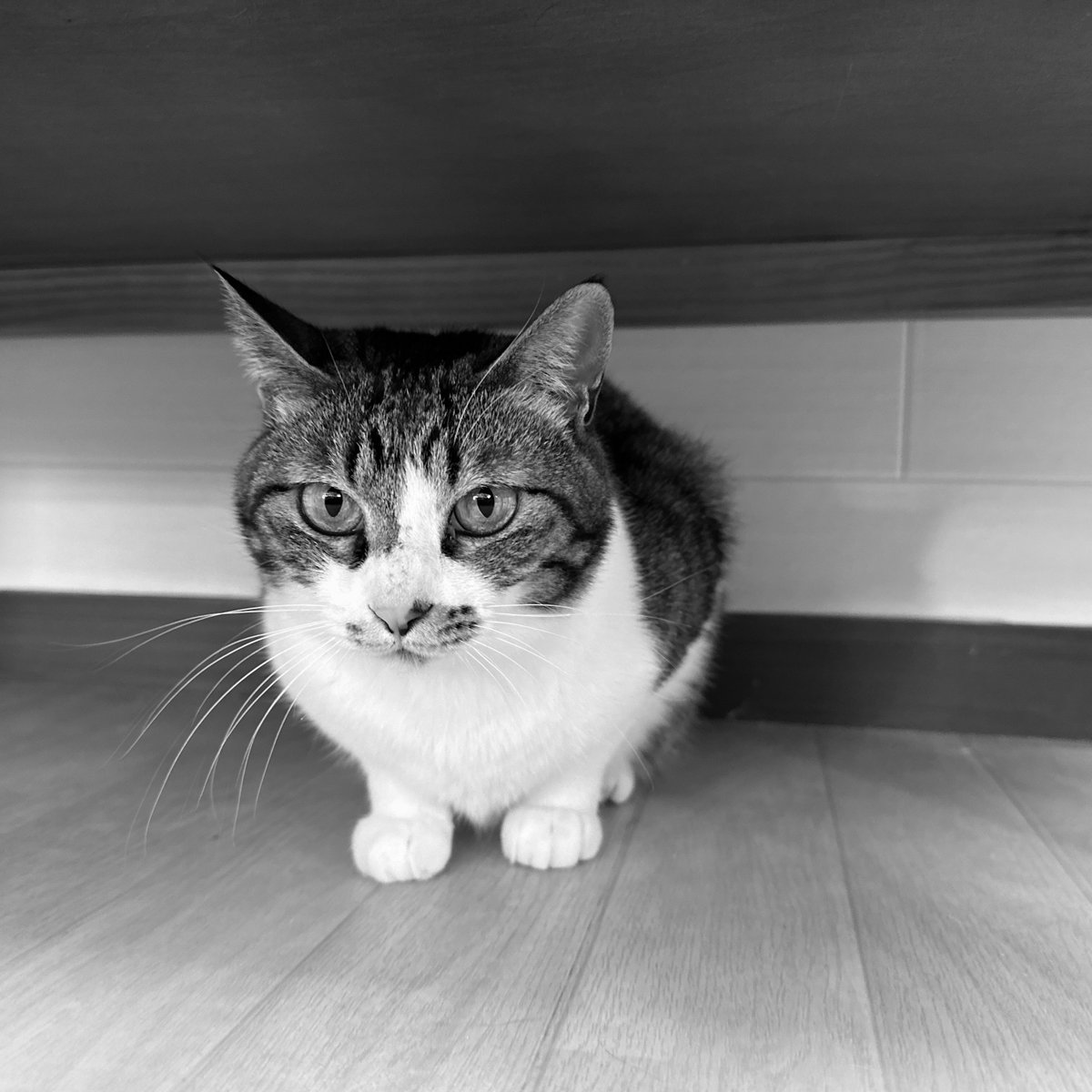 obi_wan_eclipse's tweet image. #Hipstamatic #AuroraNCL #QueenWest #猫式 #猫 #cat #ShotoniPhone #ねこ #保護猫 #猫カフェ