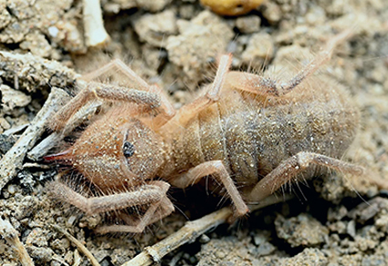 Zootaxa's tweet photo. Two #newspecies of genus Karschia Walter, 1889 (#Solifugae, Karschiidae) from northwest #China
https://t.co/PWPLmerKEP
#Taxonomy https://t.co/W5XHAbZ2hn