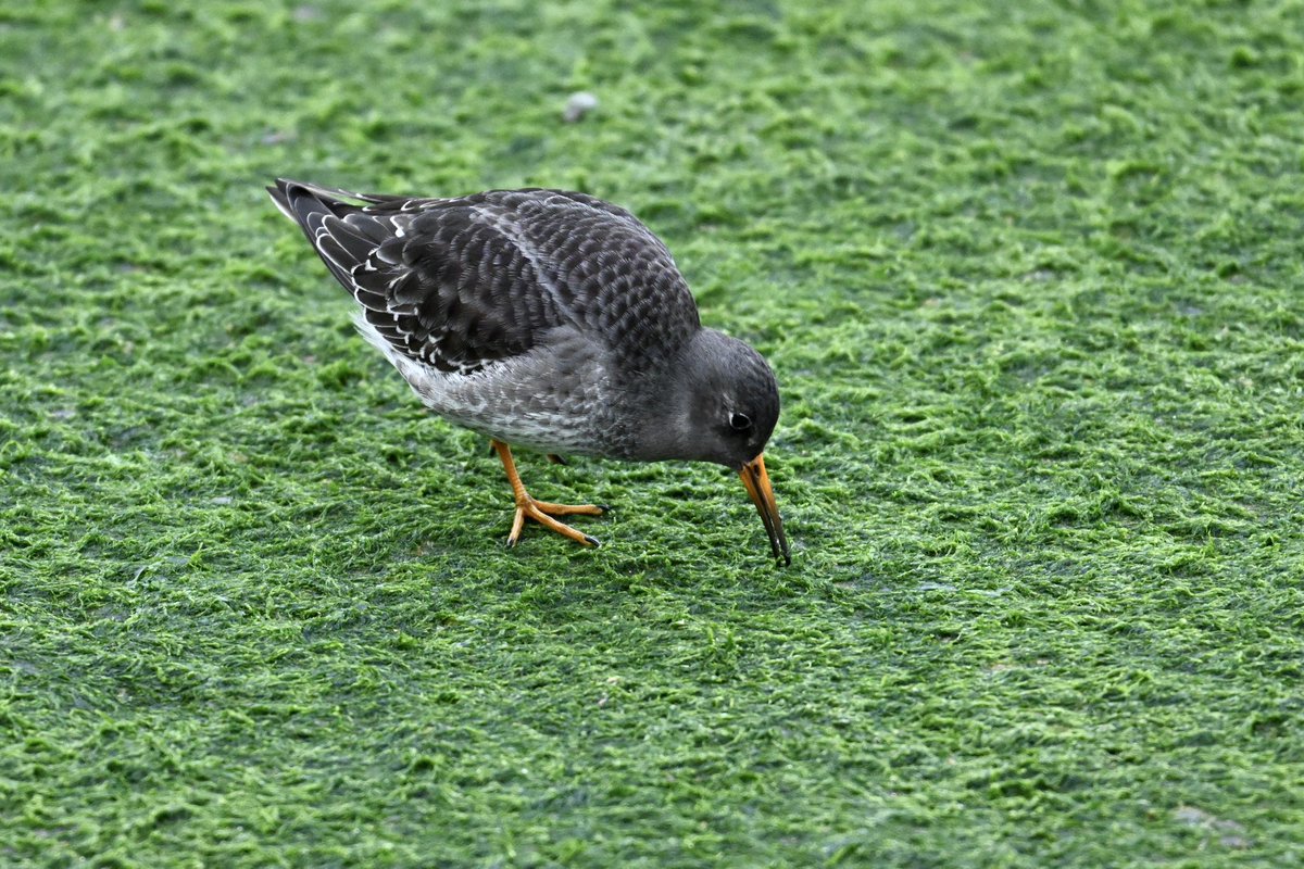 GaryGstraw1's tweet photo. After a very pleasant lunch at the Tartar Frigate in Broadstairs I went to see the lone Purple Sandpiper in the Harbour. https://t.co/30MO8j7HMW