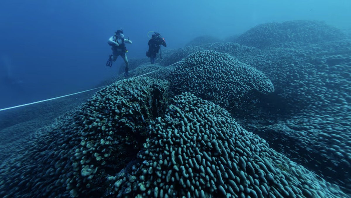 Reef Ecologic (@reefecologic) on Twitter photo POSITIVE NEWS of a giant coral. Would love to see this <a href="/ABC/">ABC News</a> <a href="/abcnews/">ABC News</a> <a href="/ABCNetwork/">ABC</a> <a href="/JCUOIRS/">Orpheus Island Research Station - JCU</a> <a href="/jcu/">James Cook Uni</a> . abc.net.au/news/2024-11-1… POSITIVE NEWS of a giant coral. Would love to see this <a href="/ABC/">ABC News</a> <a href="/abcnews/">ABC News</a> <a href="/ABCNetwork/">ABC</a> <a href="/JCUOIRS/">Orpheus Island Research Station - JCU</a> <a href="/jcu/">James Cook Uni</a> . abc.net.au/news/2024-11-1…