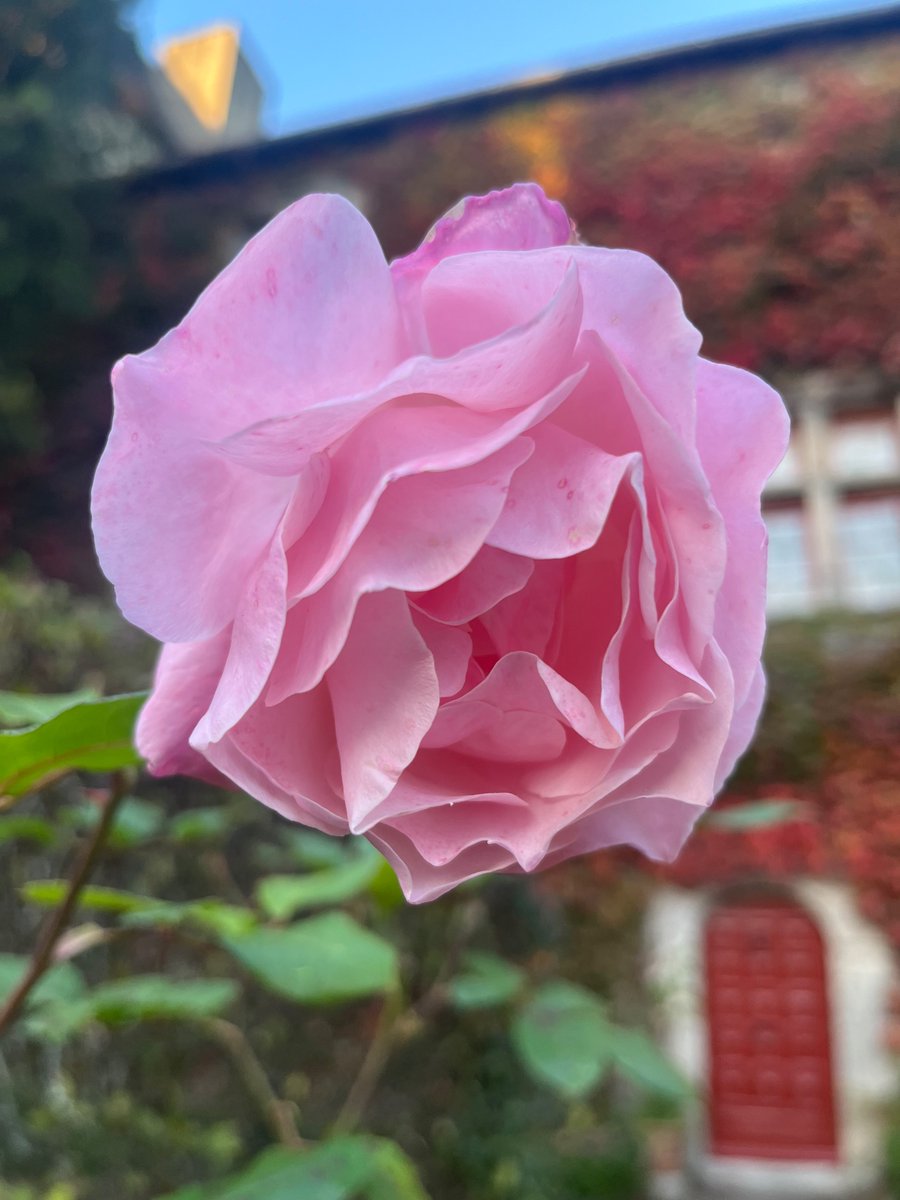 ParisjeTim's tweet photo. Four roses ! 🌹 
Timothee 24. Assat, France 🇫🇷 

#Roses 
#art #naturephoto #inspiring https://t.co/QSJ8b777hS