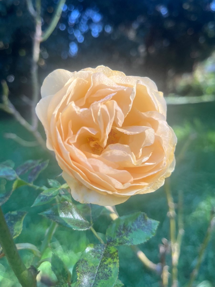 ParisjeTim's tweet photo. Four roses ! 🌹 
Timothee 24. Assat, France 🇫🇷 

#Roses 
#art #naturephoto #inspiring https://t.co/QSJ8b777hS