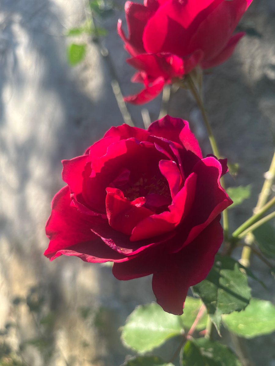 ParisjeTim's tweet photo. Four roses ! 🌹 
Timothee 24. Assat, France 🇫🇷 

#Roses 
#art #naturephoto #inspiring https://t.co/QSJ8b777hS