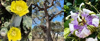 JournalBotany's tweet photo. 🌿🌍 Ethnobotany connects culture and nature, exploring how different communities use plants for medicine, food, and rituals. It’s the bridge between traditional knowledge and modern science! #Ethnobotany #PlantScience #CulturalHeritage #SustainableLiving #Botany #PlantMedicine https://t.co/XdLSxegG65