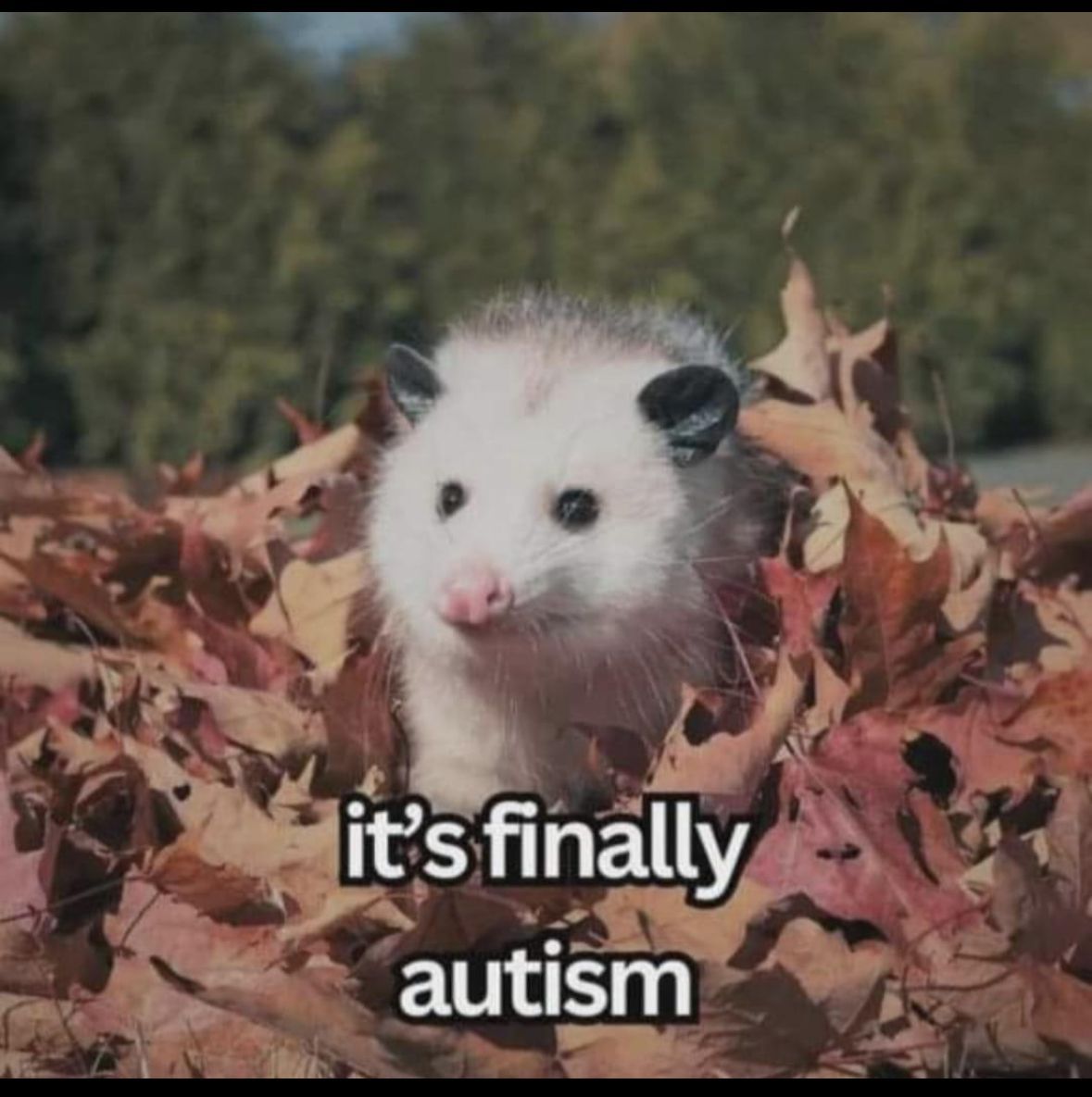 ADHD Memes (@adhdforreal) on Twitter photo 