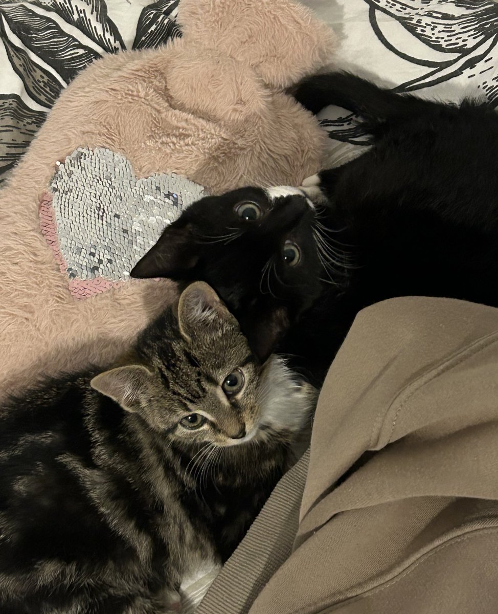 die beiden werden mir so fehlen