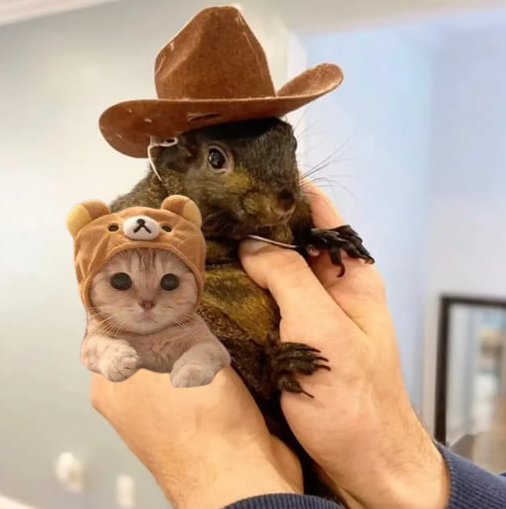 cathat_solana's tweet photo. Peanut and I are in safe hands. https://t.co/73toSDti7U