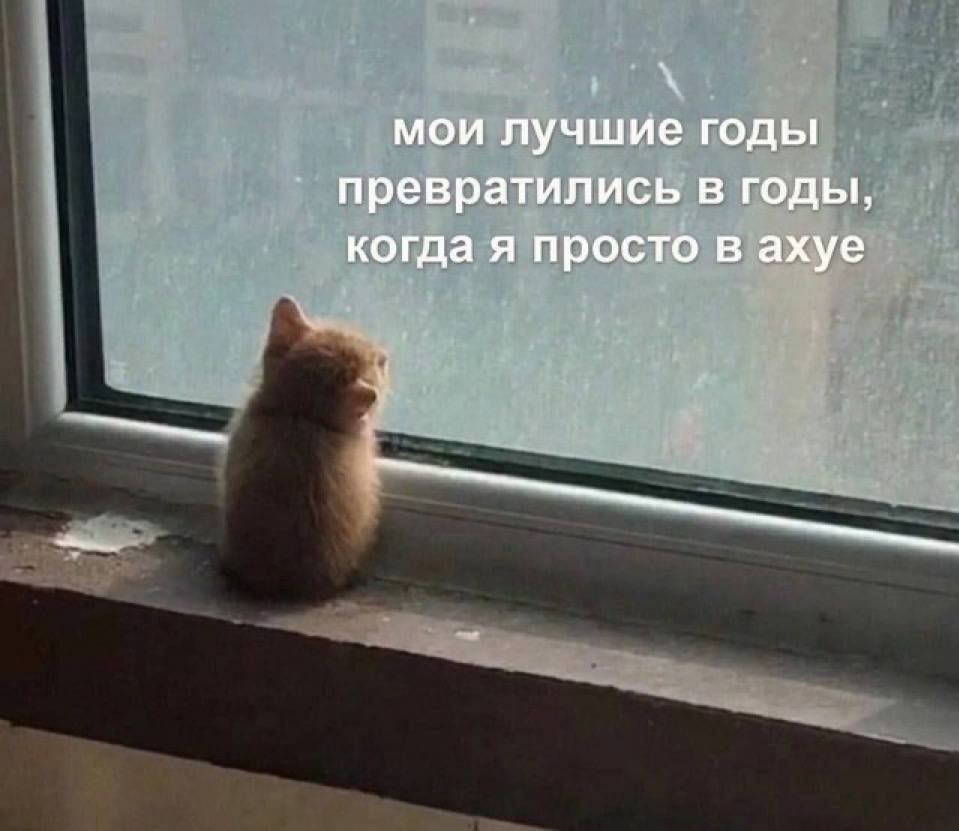 cats, i love cats (@catsilcats) on Twitter photo 