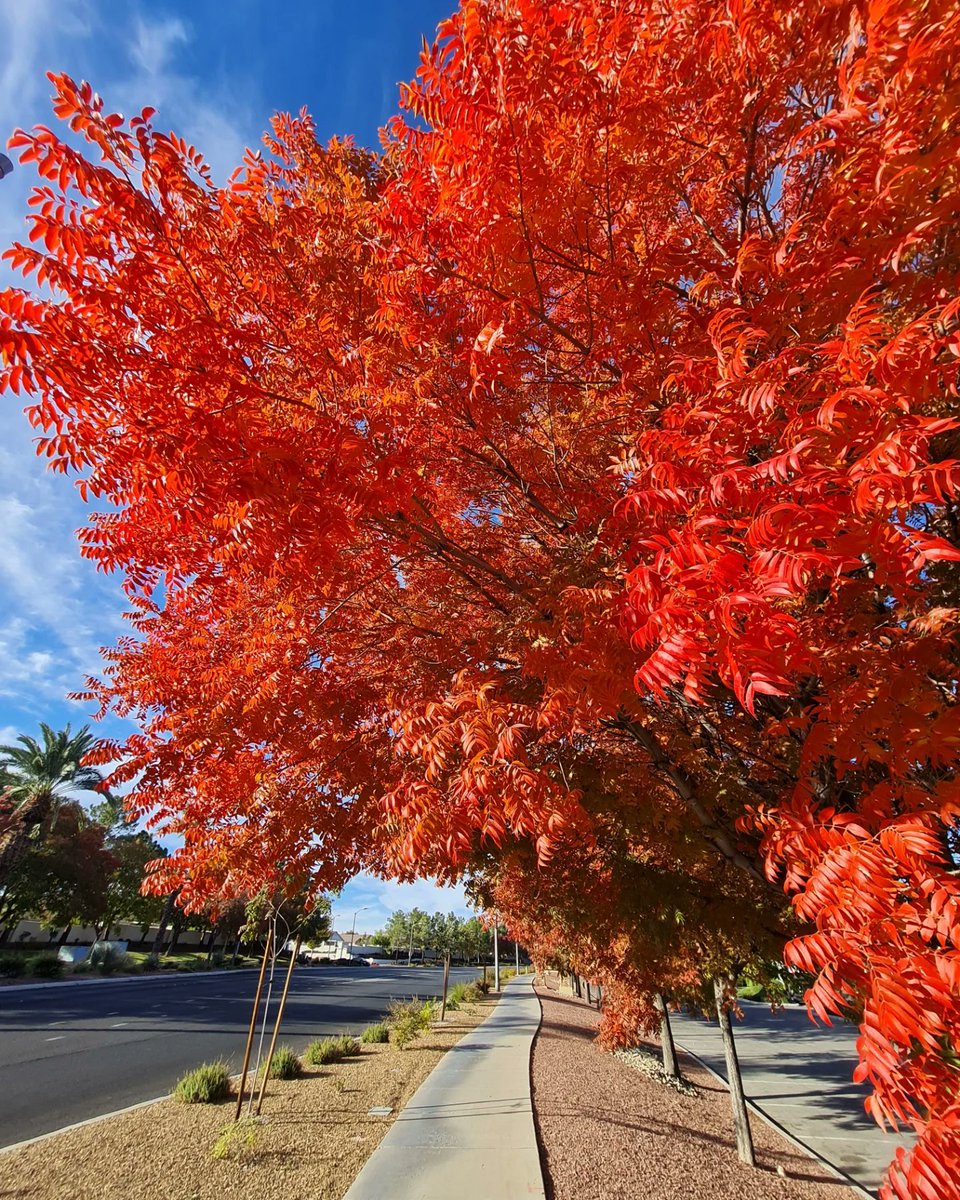 runhikecyclesf's tweet photo. Autumn vibes🍁🍂😎  for a morning run! 🏃‍♀️🍁🍂
#autumn #autumnvibes #fallcolors #seasons #sunshine #blueskies #Henderson #GreenValleyRanch #LasVegas #NVWx @RobMayeda @TerryMcSweeney @danncianca @JeffRanieri @SamArgier @ChloeKoast @BillBellis @NWSVegas https://t.co/9WbjfmR6YF