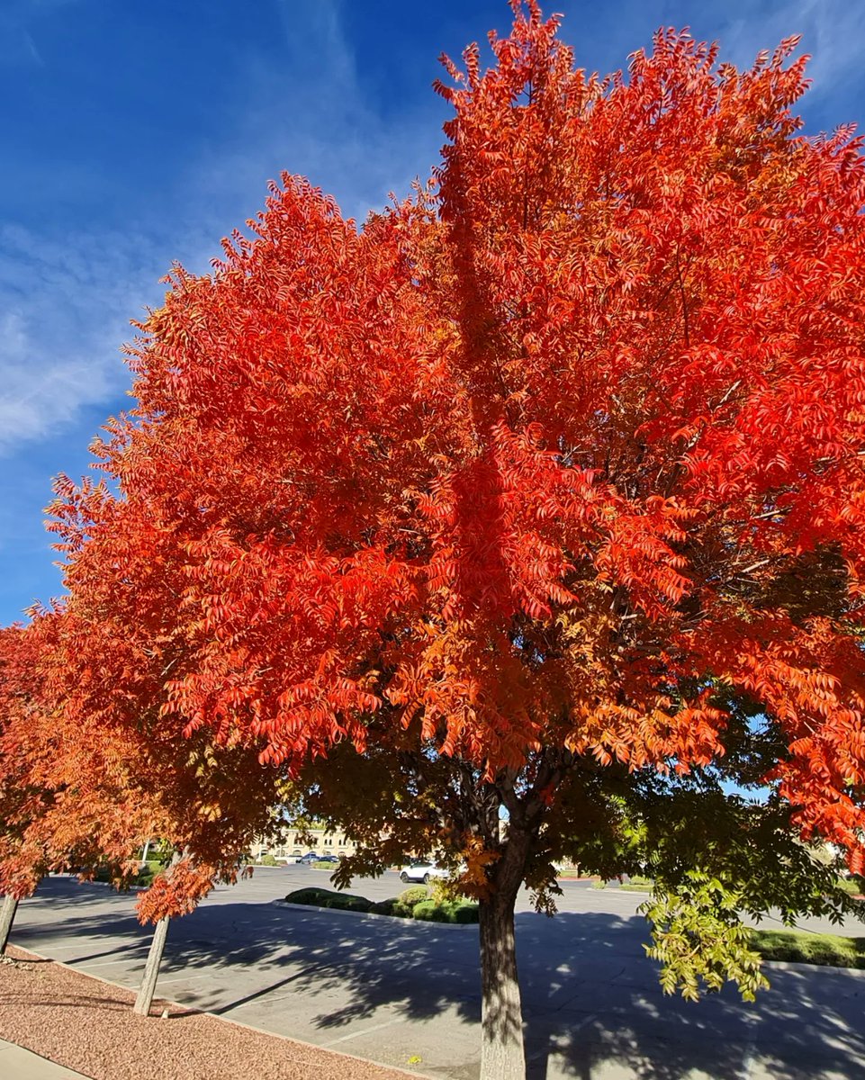 runhikecyclesf's tweet photo. Autumn vibes🍁🍂😎  for a morning run! 🏃‍♀️🍁🍂
#autumn #autumnvibes #fallcolors #seasons #sunshine #blueskies #Henderson #GreenValleyRanch #LasVegas #NVWx @RobMayeda @TerryMcSweeney @danncianca @JeffRanieri @SamArgier @ChloeKoast @BillBellis @NWSVegas https://t.co/9WbjfmR6YF