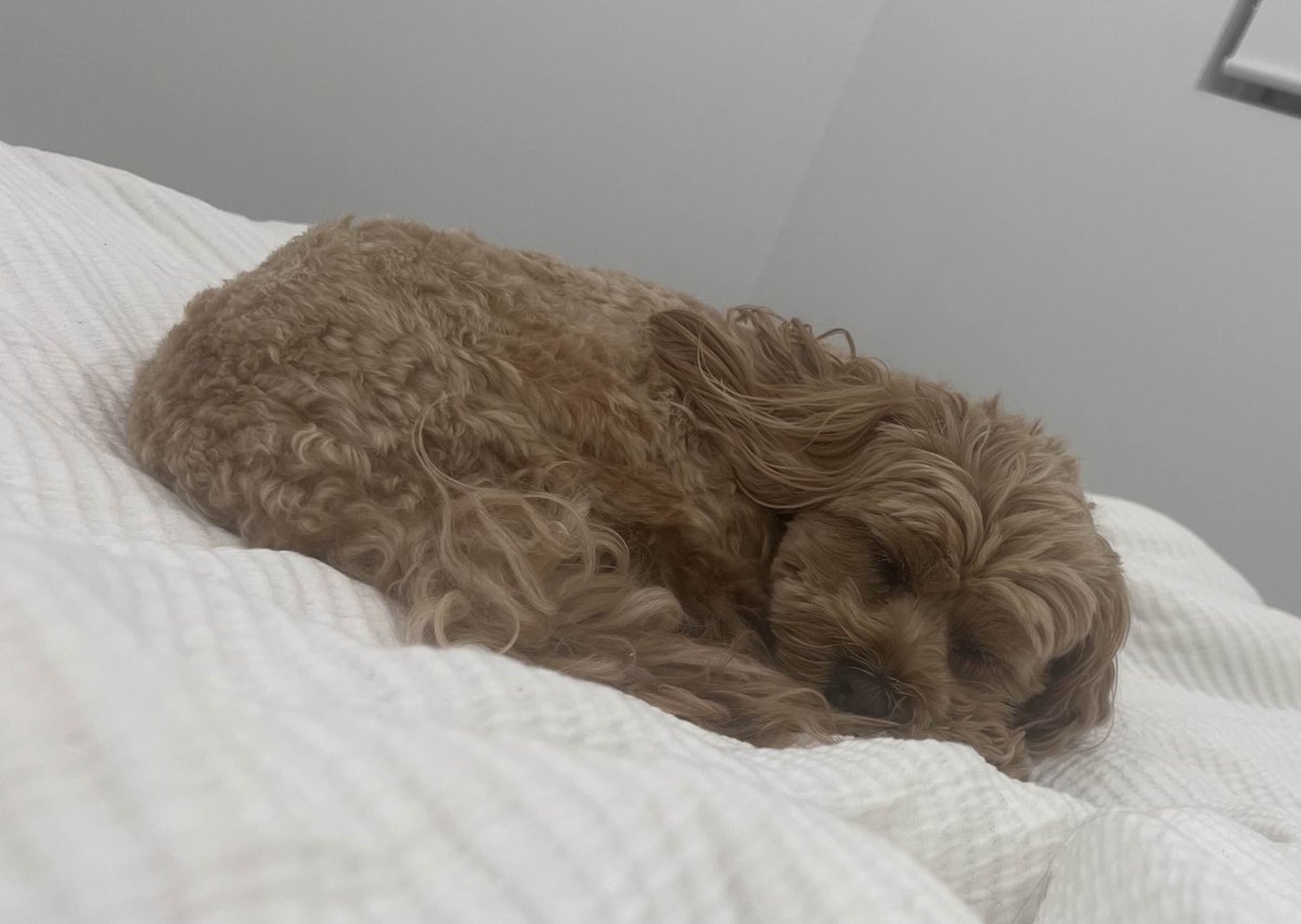 🖌 Sfi 🎨 tweet media