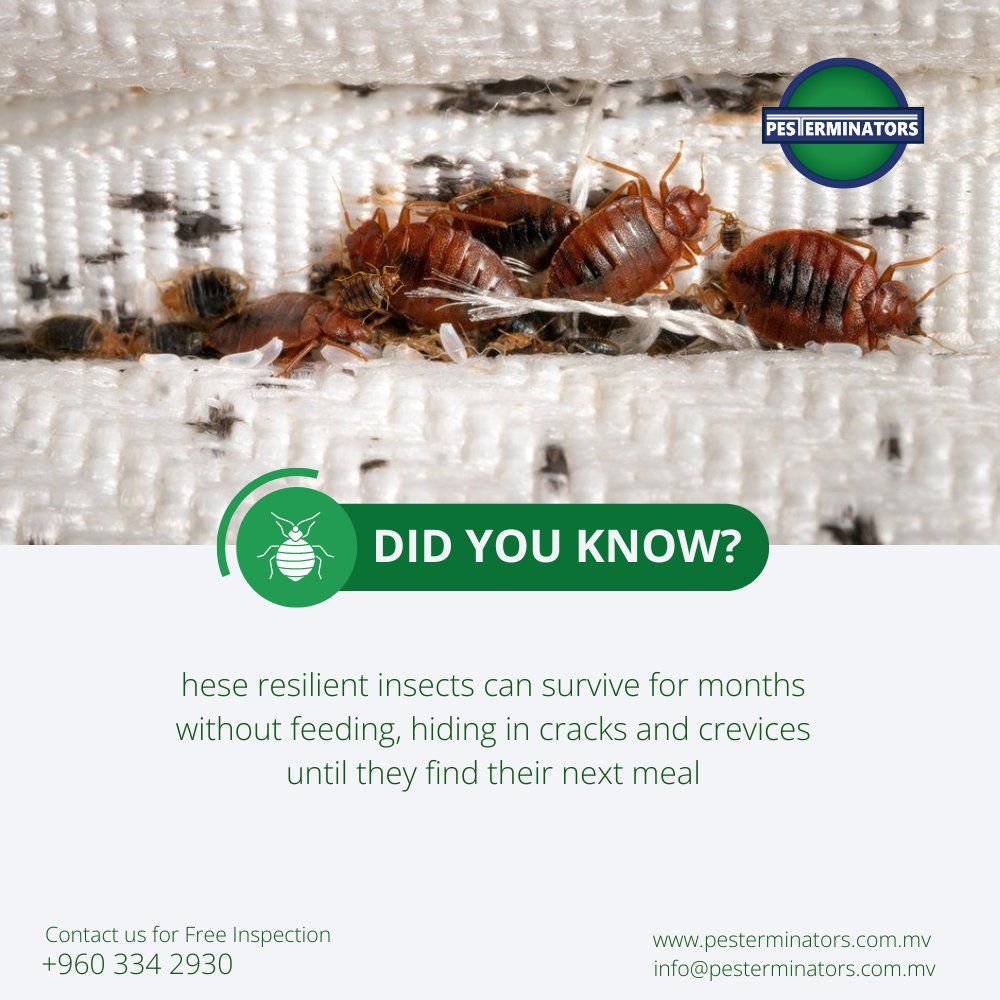Pesterminators_'s tweet photo. did you know?
hese resilient insects can survive for months without feeding, hiding in cracks and crevices until they find their next meal

#pesterminators #pestmanagement #pestcontrol #resorts #maldivesresort #resort #pestcontrol #bedbugs #bedbugcontrol https://t.co/JVDXY9Gd81