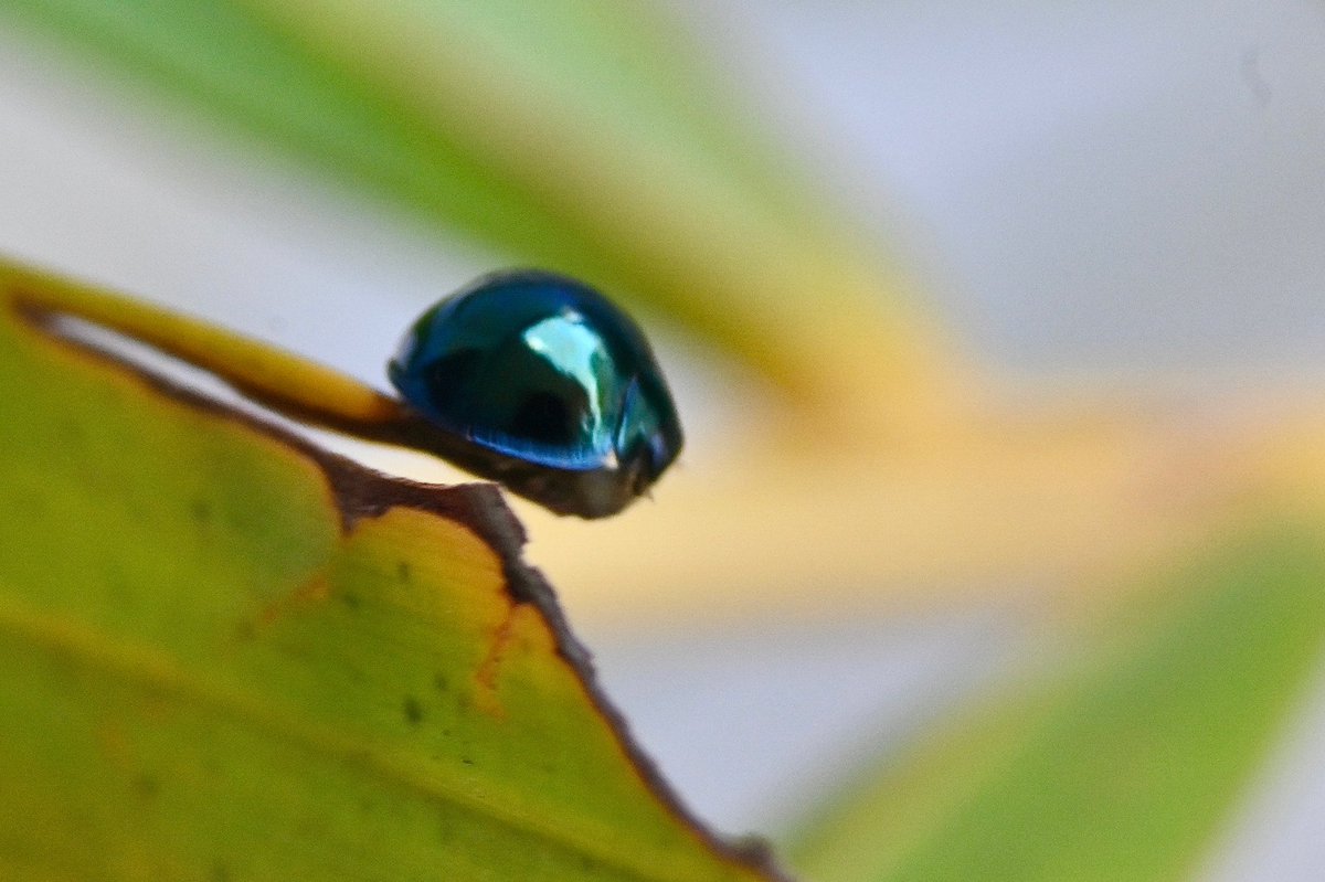 91DaysofSpring's tweet image. Blue insects in the garden today Part 2- a very fast-moving (apologies, not quite focussed) Steelblue ladybird/ ladybug #nosprayspring #springday75 #insects #InsectThursday