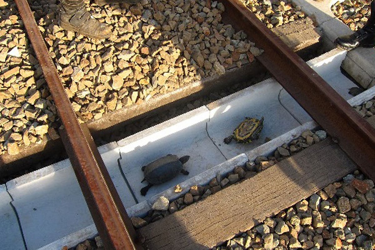 IndianTechGuide's tweet photo. 🚨 Japanese rail workers build special tunnels to save turtles from train deaths. https://t.co/4slXdZUX4E