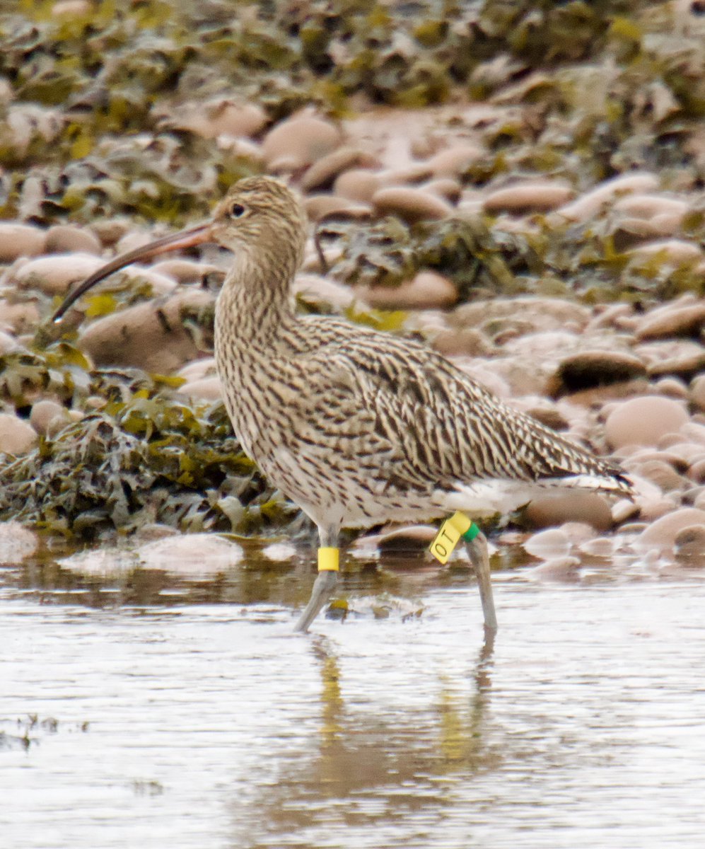 TimTim292's tweet photo. Seen at the mouth of the River Otter Budleigh Salterton this Curlew. One of the birds rung with the Dartmoor Curlew Head-starting project. @waderquest @Natures_Voice @dartmoornpa @ClintonDevon #Curlew #LORP #waders #devon https://t.co/VU4Vb3ekeH
