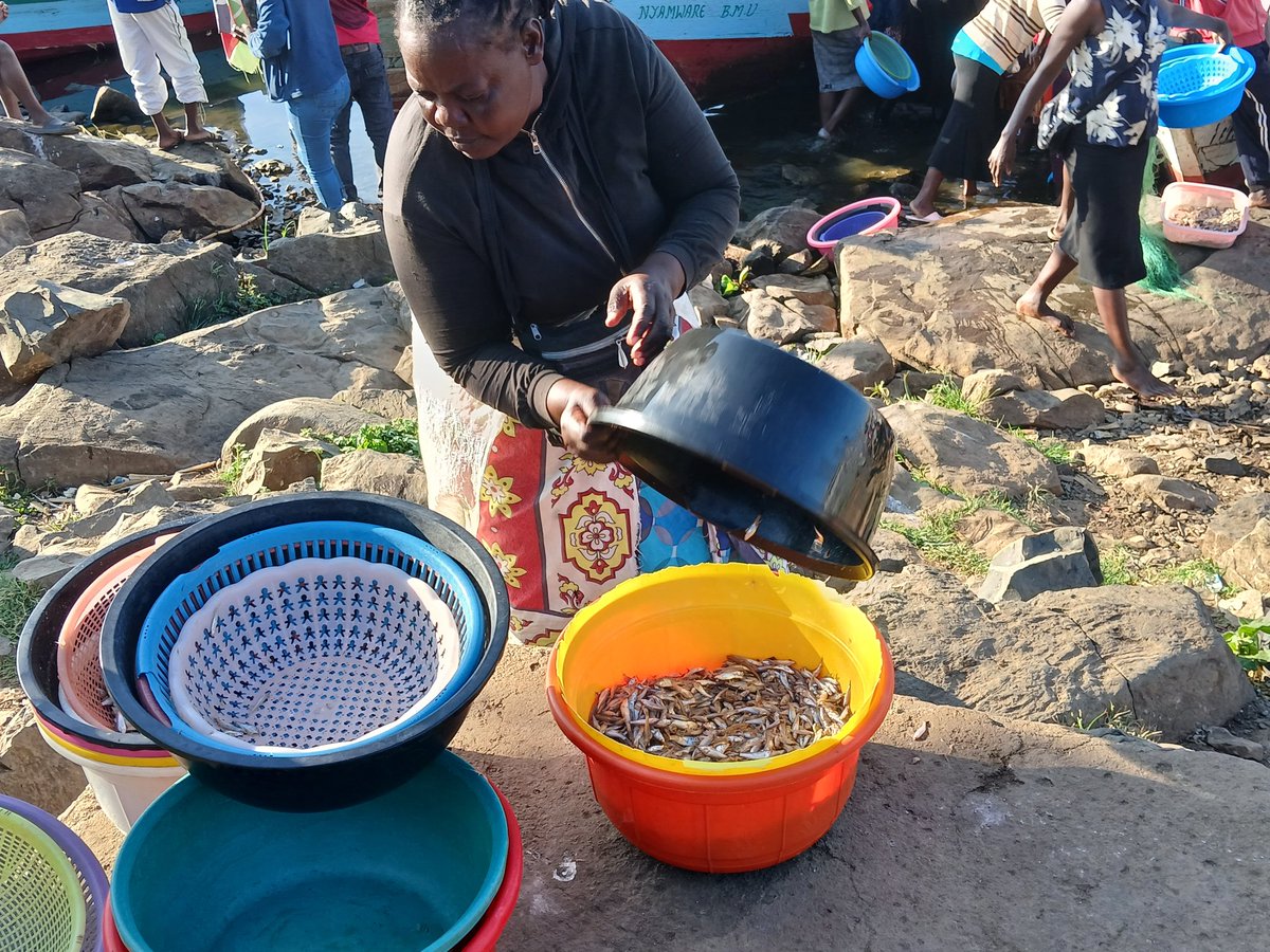 KELINKenya's tweet photo. As we close the 3-day #LREB Natural Resource Forum, we celebrate powerful dialogues on sustainable resource management, community engagement, and women’s empowerment. From omena women at the market to county leaders, we've heard vital voices that shape our approach to governance in the blue economy. Together with @KeLINKenya, @NLC_Kenya, and community champions, we are moving toward a future where everyone has a seat at the decision-making table for our land and waters. Let’s continue to reclaim rights and build resilient lives!
Read more on this forum: https://t.co/l3dP5mOWrl
#WLPR #WomenInBlueEconomy #NaturalResourceRights
@Kenyajudiciary
@NLC_Kenya
@KisumuCountyKE
@NCAJ_KE
@AJSKenya
@Lands_Kenya
@KLandalliance
@HakiKNCHR
@Landesa_Global
@RolleriLori
@AmbroseRachie
@MalecheAllan
@jessicaoluoch2
@akach_otieno
@hminishi254
@AnyangNyongo
@HassanAliJoho
@gladyswanga