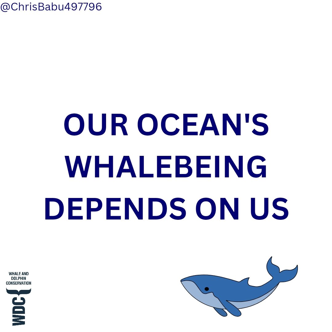 #1
One Minute Brief of the Day:
Create posters that celebrate whales as icons of the environmental movement and powerful symbols of our need to restore the ocean.
<a href="/whalesorg/">Whale and Dolphin Conservation (WDC)</a> #SaveTheWhaleSaveTheWorld #COP29

<a href="/OneMinuteBriefs/">One Minute Briefs ⏱️</a>