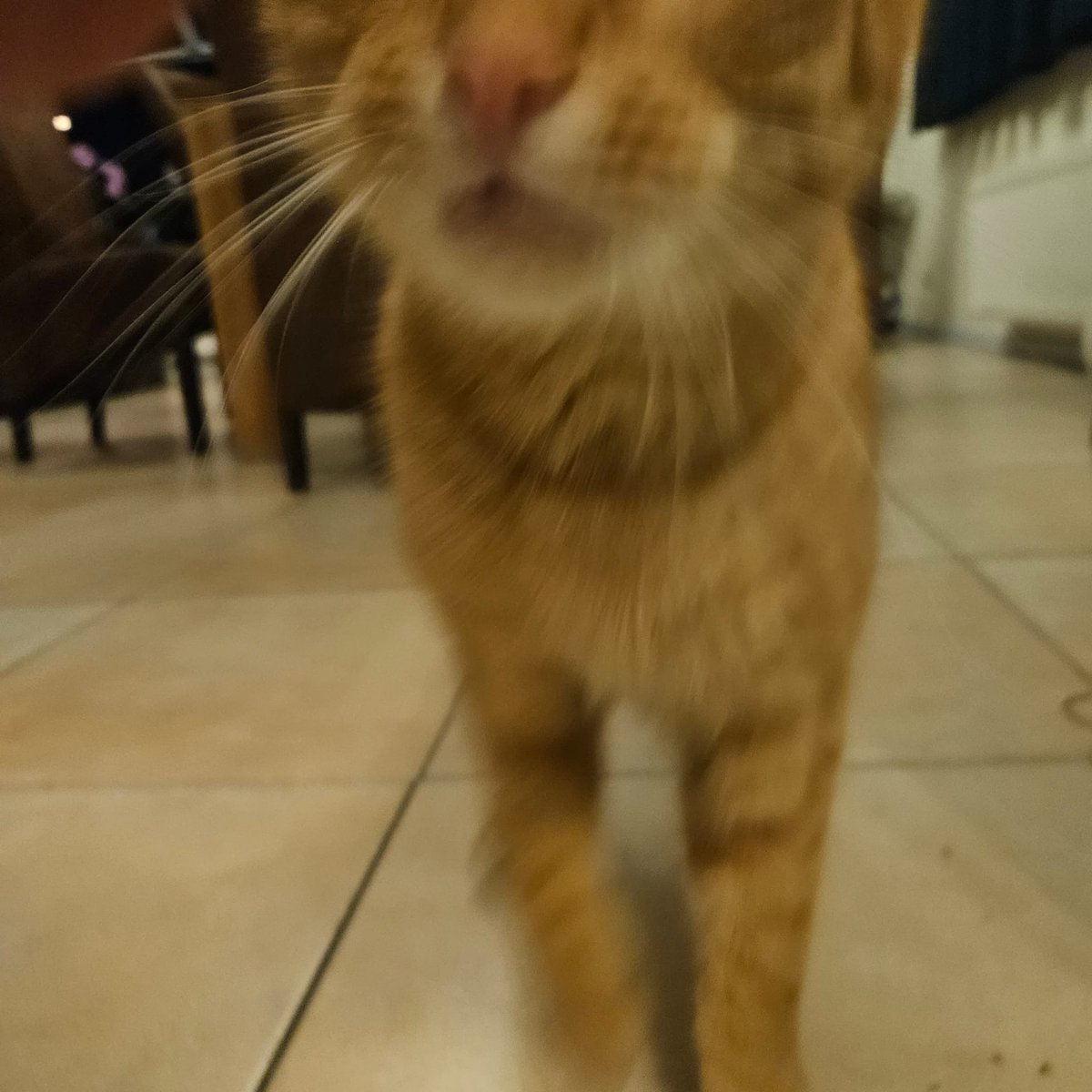 Orange cats are different