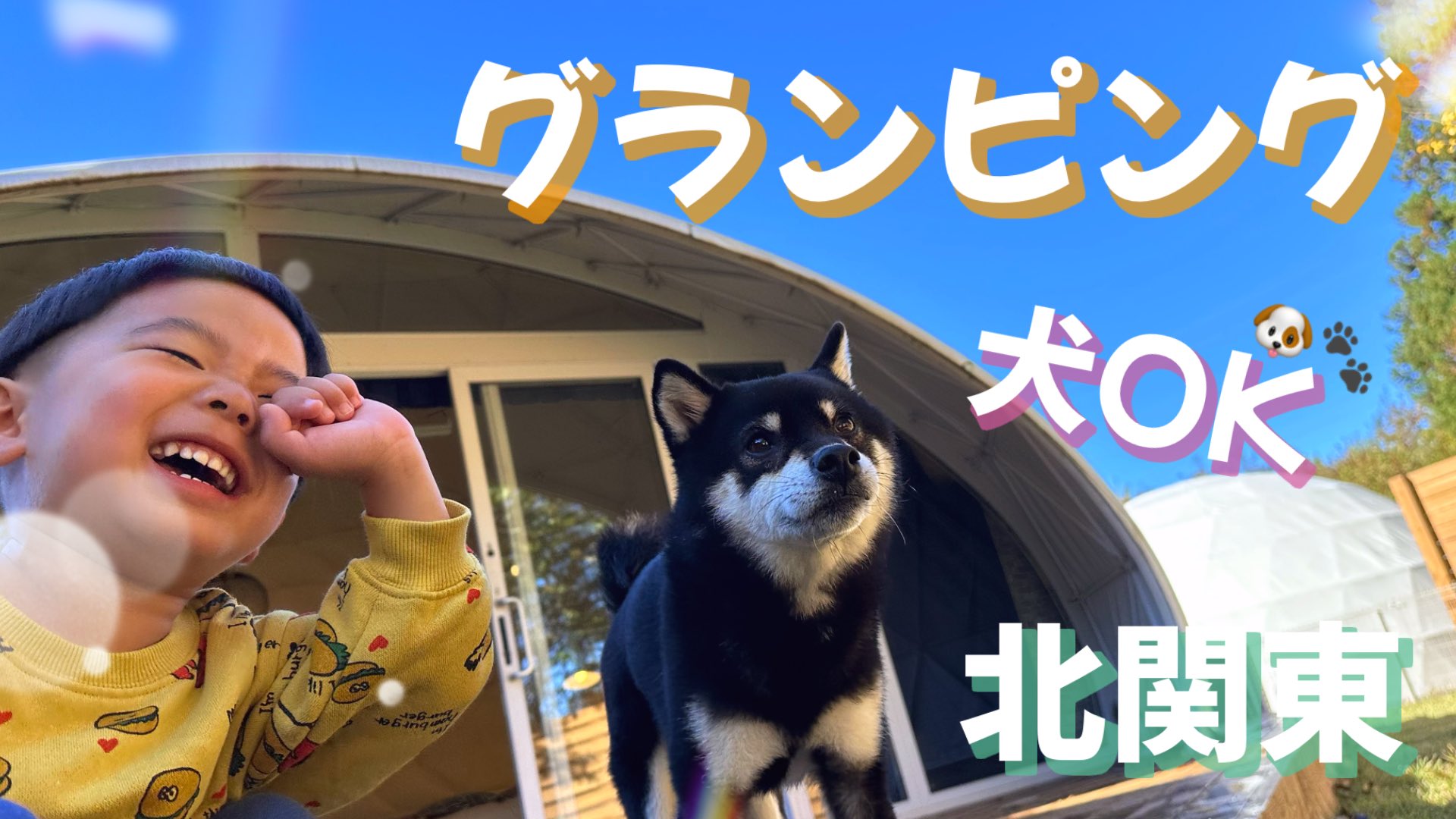 豆柴 豆柴アルバム 】ムチコロボディーに短足！最強プロポーション豆