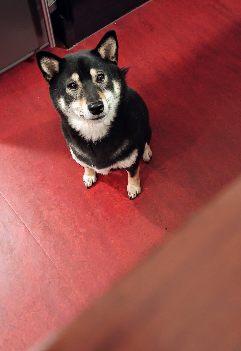 We brewed a gingerbread imperial stout yesterday, and it smelled incredible 😋 We forgot to do any social media though, so here's a photo of our Head of Compliance to make up for it.