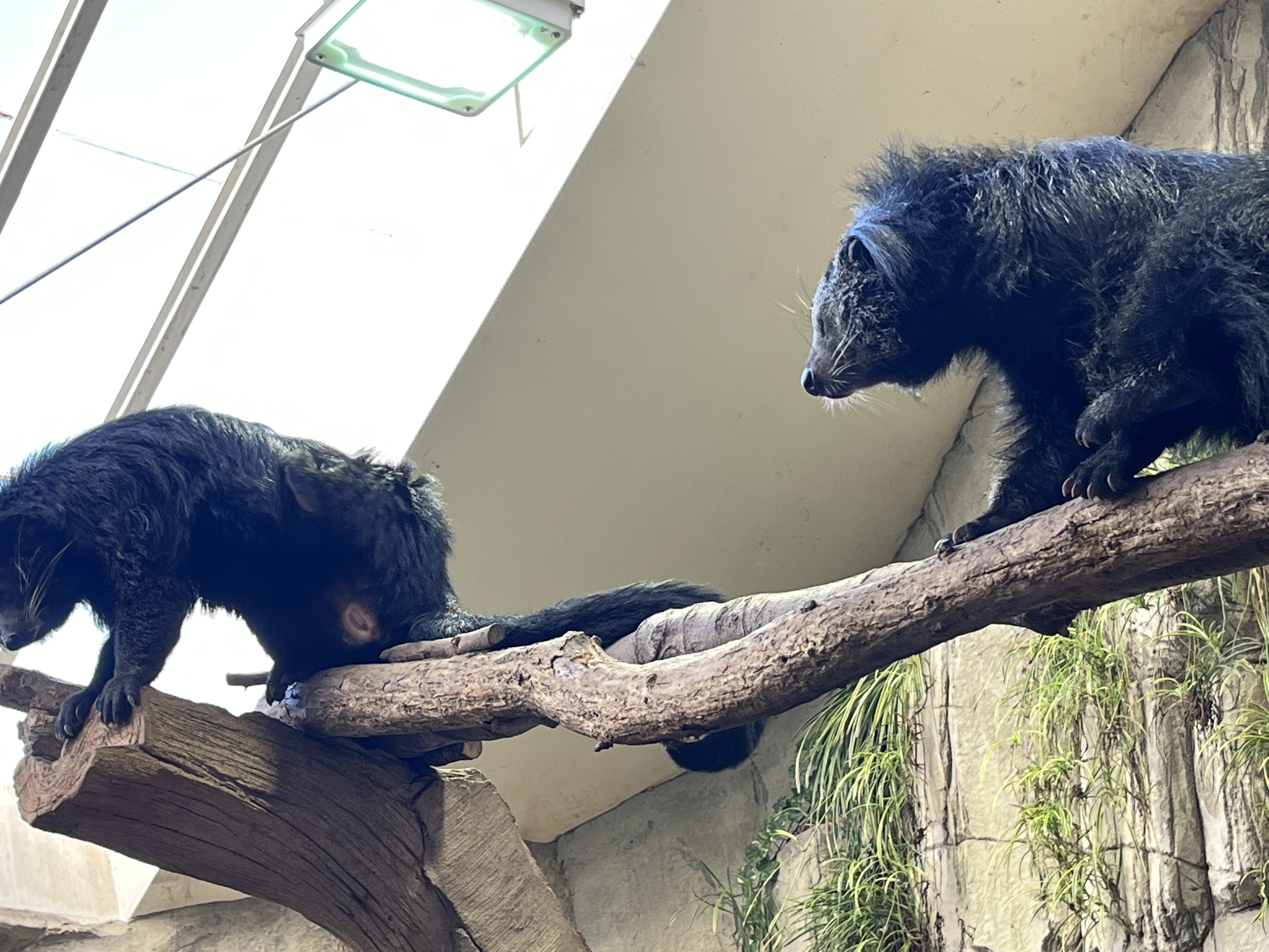激レア！ ビントロング（Binturong / Bear cat）の頭骨 ☆ 即納 ☆ 激レア！ ビントロング（Binturong / Bear cat）の