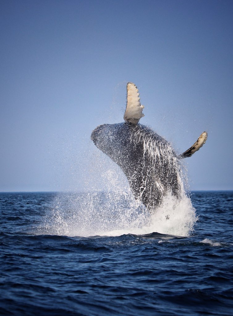 Good morning, everyone! It’s Throwback Thursday!
Thought I’d share a favourite whale photo of mine. Have a great day!
