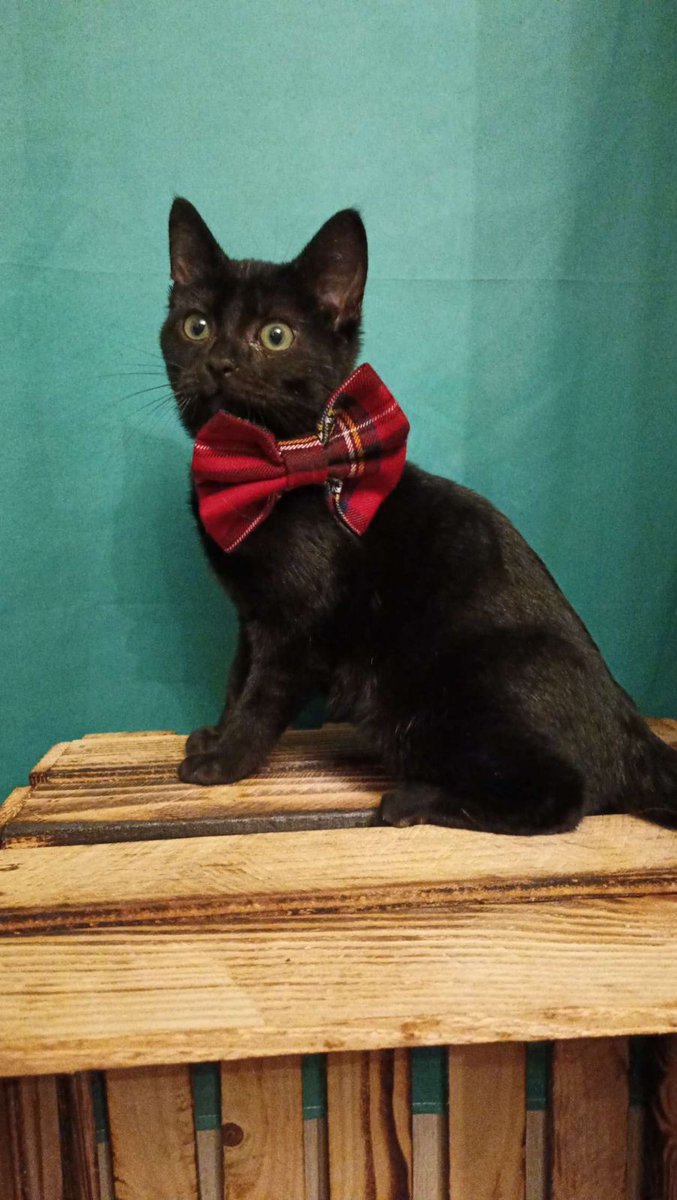 Smocky a été adopté par une super famille. Merci à celles et ceux qui ont relayés, merci du fond du cœur à celles et ceux qui se battent pour un monde meilleur.
Des fois, ça fonctionne :)