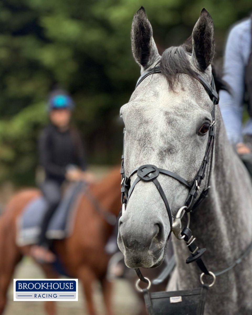 BrookhouseRacin's tweet image. Here.
We.
Go.

St Irene is all set for her trip to Cheltenham this weekend. 

#Declared