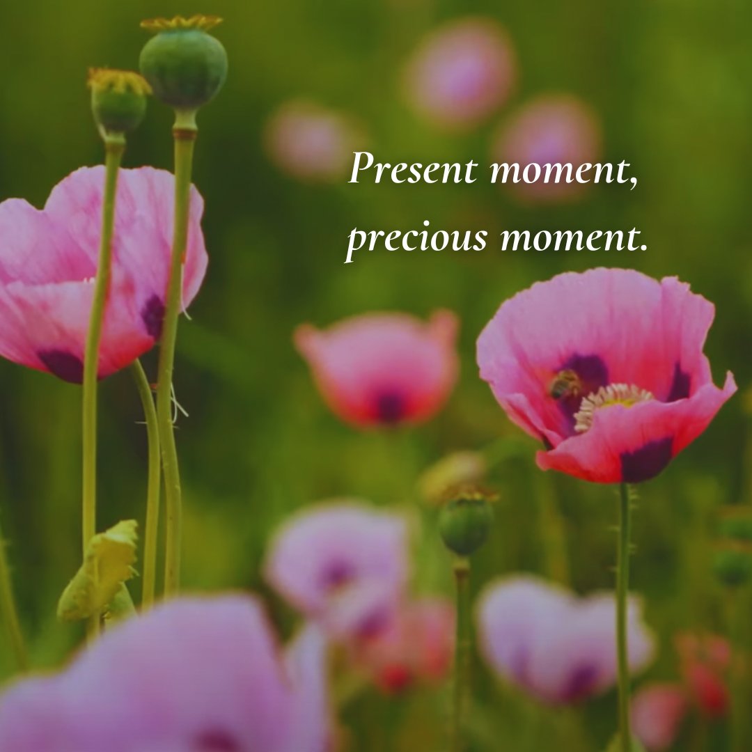 A reminder to live each moment with the awareness of how precious it is 🪷

#mindfulness