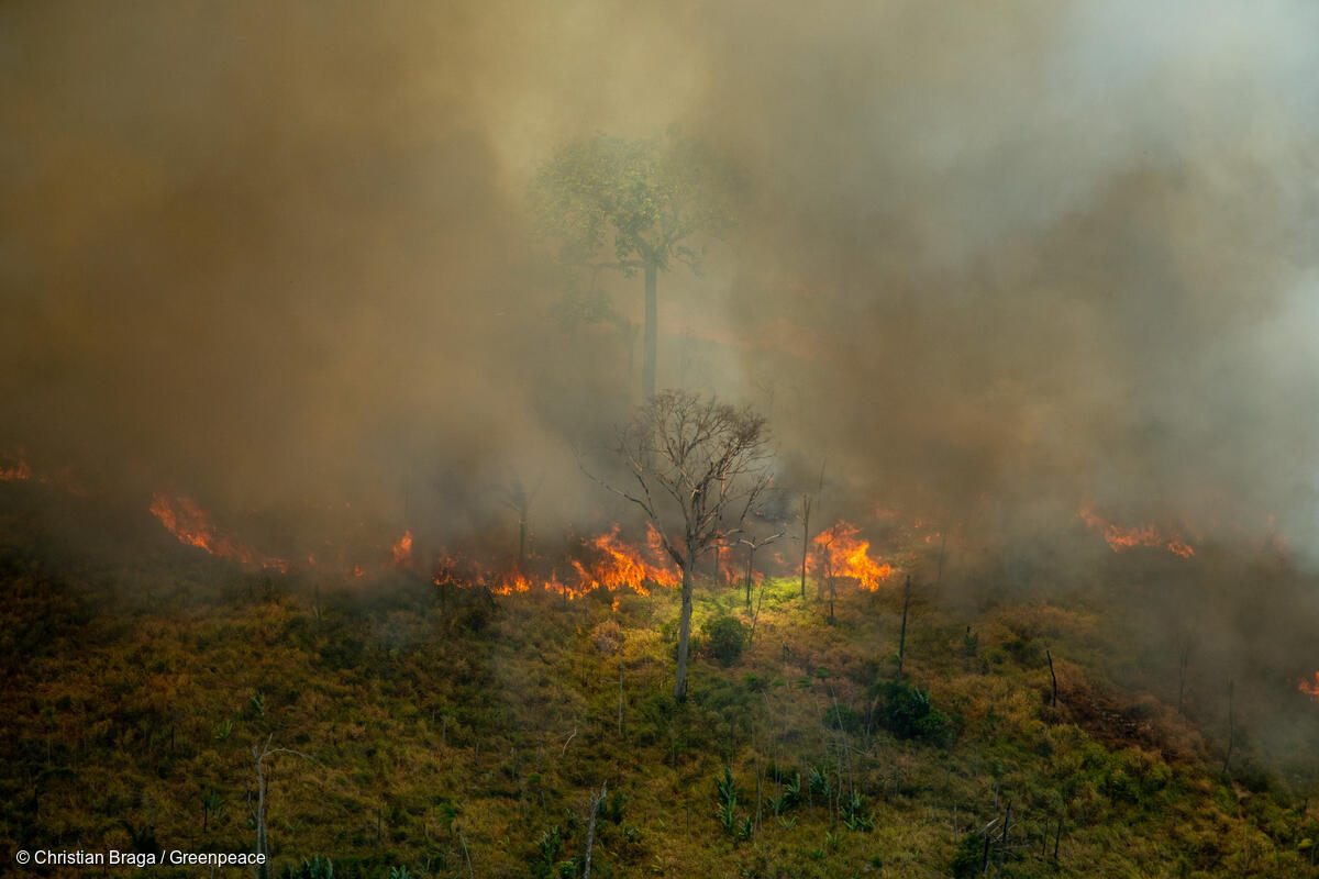 The <a href="/EPPGroup/">EPP Group</a> has teamed up with the populist and extreme right in an attack on the EU #DeforestationLaw

📢 <a href="/EU_Commission/">European Commission</a> must now withdraw its proposal to stop the EPP's amendments from creating chaos, confusion and destroying forests

#EUDR

greenpeace.org/eu-unit/issues…