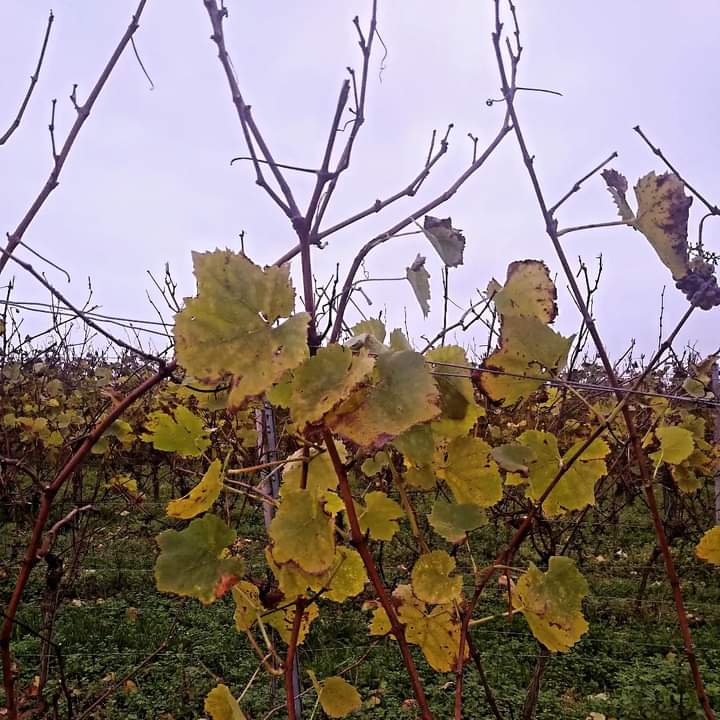 Claus Rasmussen 🐝 tweet media