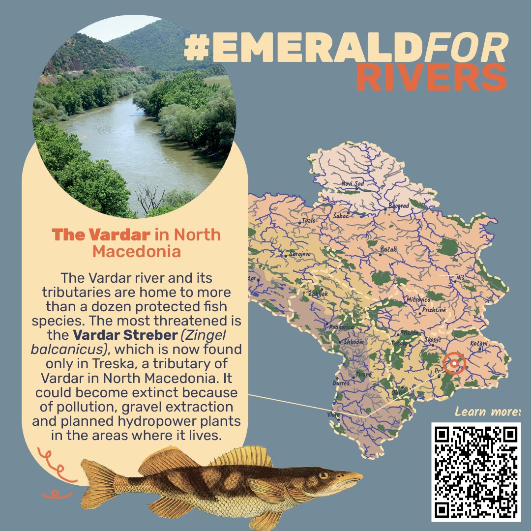 perangua's tweet photo. 🌊The Vardar in North Macedonia is home to unique, endangered species like the Vardar Streber, facing threats from pollution and hydropower plans. Expanding the #EmeraldNetwork can help protect this vital ecosystem. Let’s urge North Macedonia to take action! #EmeraldForRivers https://t.co/dZligrt7CT