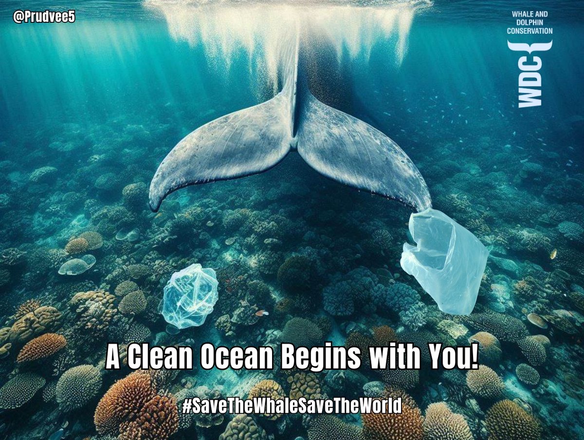 Prudvee (@prudvee5) on Twitter photo One Minute Brief of the Day:
Create posters that celebrate whales as icons of the environmental movement and powerful symbols of our need to restore the ocean.
<a href="/whalesorg/">Whale and Dolphin Conservation (WDC)</a> <a href="/OneMinuteBriefs/">One Minute Briefs ⏱️</a>
#SaveTheWhaleSaveTheWorld #COP29 One Minute Brief of the Day:
Create posters that celebrate whales as icons of the environmental movement and powerful symbols of our need to restore the ocean.
<a href="/whalesorg/">Whale and Dolphin Conservation (WDC)</a> <a href="/OneMinuteBriefs/">One Minute Briefs ⏱️</a>
#SaveTheWhaleSaveTheWorld #COP29