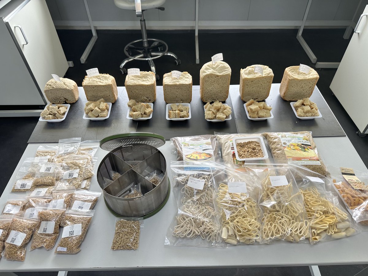 Big turn-up for the ⁦<a href="/Root2Res/">Root2Res</a>⁩ annual meeting at ⁦<a href="/ICARDA/">ICARDA</a>⁩ #Morocco 🇲🇦some great #innovations for roots 🌱🌾🪴to adapt to #ClimateChange 🥵🥵🌦️🌦️⁦<a href="/barley_hub/">BarleyHub</a>⁩ ⁦<a href="/Visio80/">Andrea Visioni</a>⁩