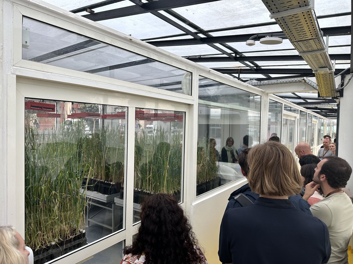 fillobax's tweet photo. Big turn-up for the ⁦@Root2Res⁩ annual meeting at ⁦@ICARDA⁩ #Morocco 🇲🇦some great #innovations for roots 🌱🌾🪴to adapt to #ClimateChange 🥵🥵🌦️🌦️⁦@barley_hub⁩ ⁦@Visio80⁩ https://t.co/j3gGRih9ZS